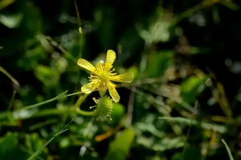 Foto dokumenter Halerpestes sarmentosa