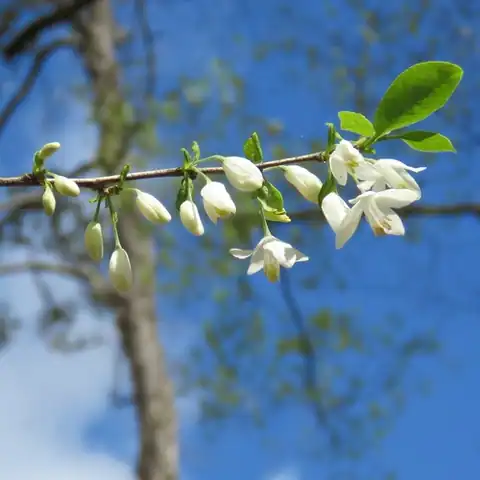 Foto dokumenter Halesia diptera