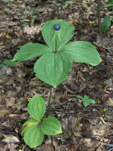 Foto dokumenter Paris quadrifolia