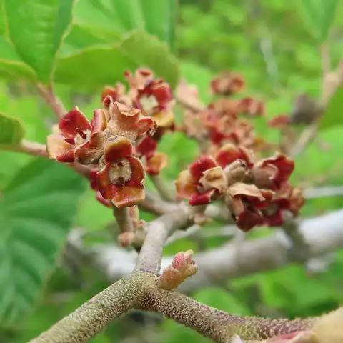 Foto dokumenter Hamamelis japonica