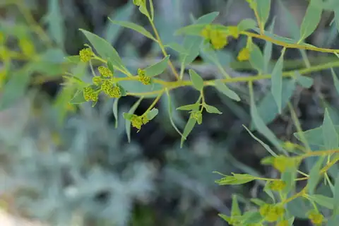 Foto dokumenter Haplophyllum acutifolium