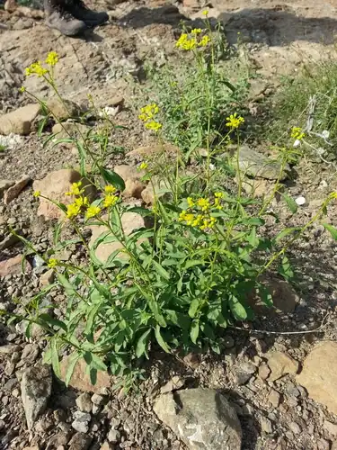Foto dokumenter Haplophyllum tuberculatum