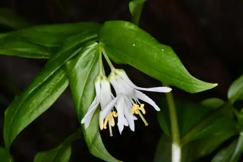 Foto dokumenter Prosartes trachycarpa