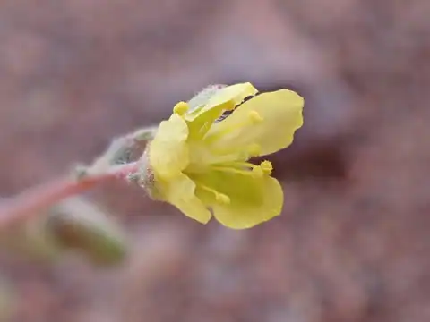 Foto dokumenter Helianthemum lippii