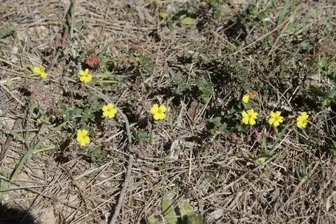 Foto dokumenter Helianthemum marifolium