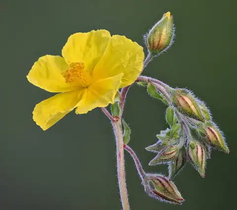Foto dokumenter Helianthemum nummularium