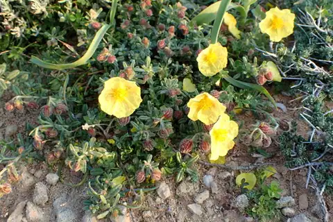 Foto dokumenter Helianthemum obtusifolium