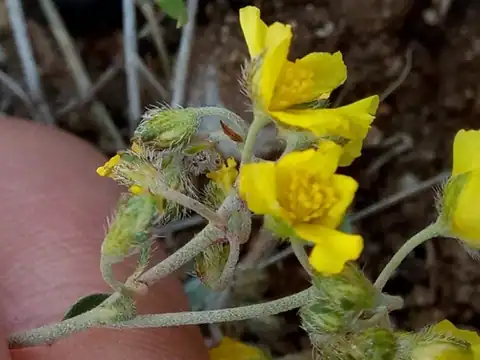 Foto dokumenter Helianthemum rotundifolium