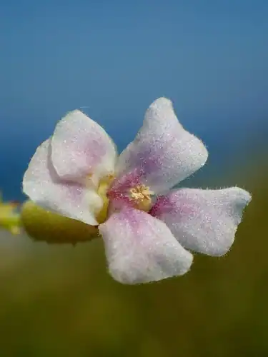 Foto dokumenter Helicteres angustifolia