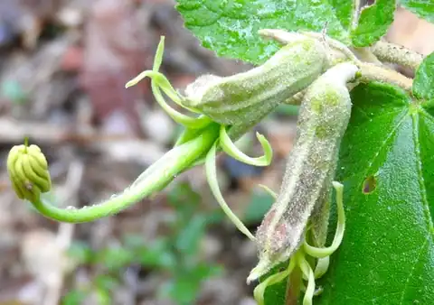 Foto dokumenter Helicteres baruensis