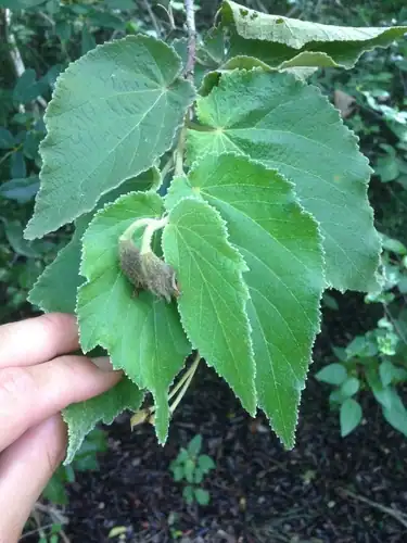 Foto dokumenter Helicteres jamaicensis