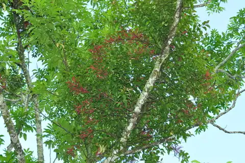 Foto dokumenter Helixanthera parasitica