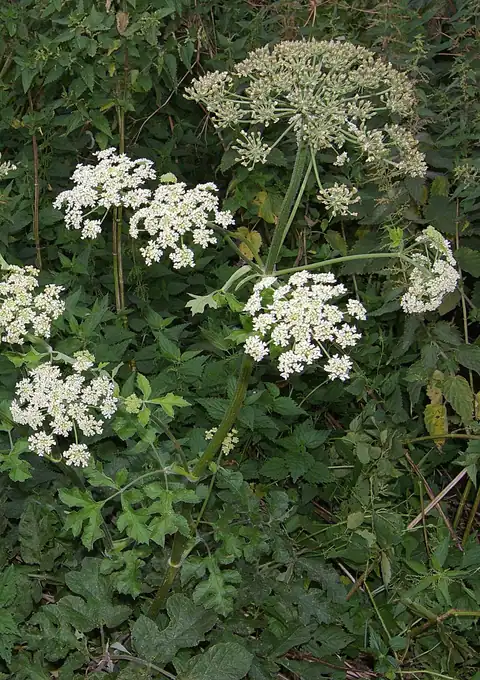Foto dokumenter Heracleum sphondylium