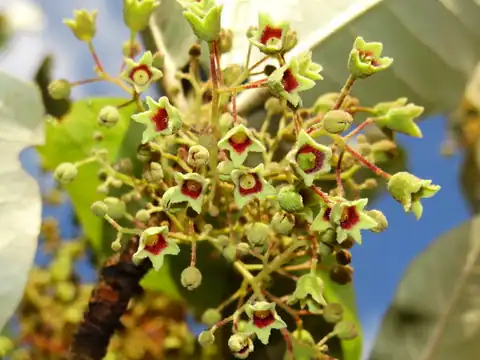 Foto dokumenter Heritiera littoralis