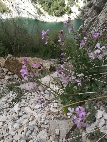 Foto dokumenter Hesperis laciniata