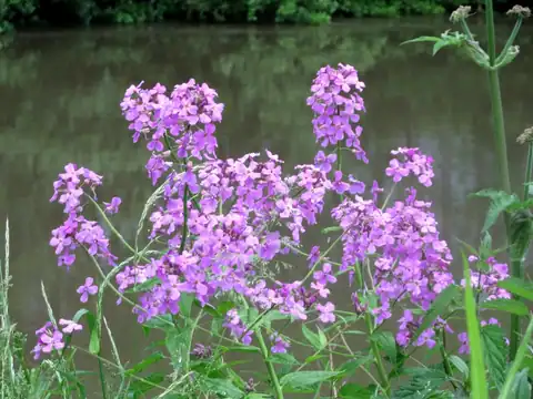 Foto dokumenter Hesperis matronalis