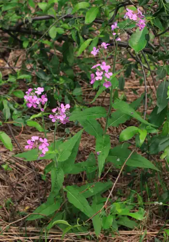Foto dokumenter Hesperis sibirica