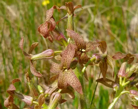 Foto dokumenter Hesperis tristis