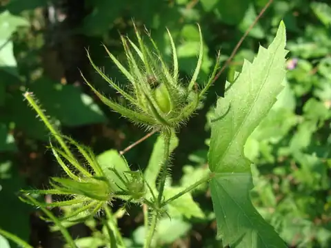 Foto dokumenter Hibiscus biseptus