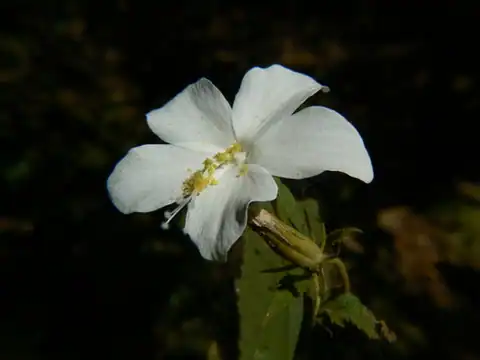 Foto dokumenter Hibiscus hirtus