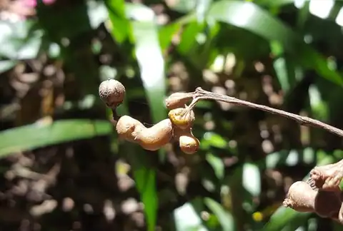 Foto dokumenter Hovenia dulcis