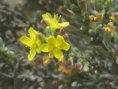 Foto dokumenter Hudsonia tomentosa