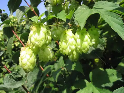 Foto dokumenter Humulus lupulus