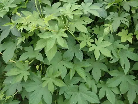 Foto dokumenter Humulus scandens