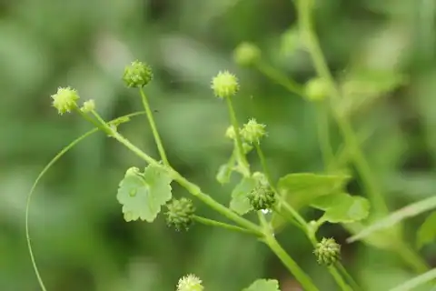 Foto dokumenter Hydrocotyle ramiflora