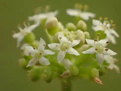 Foto dokumenter Hydrocotyle verticillata