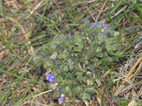 Foto dokumenter Hydrolea spinosa