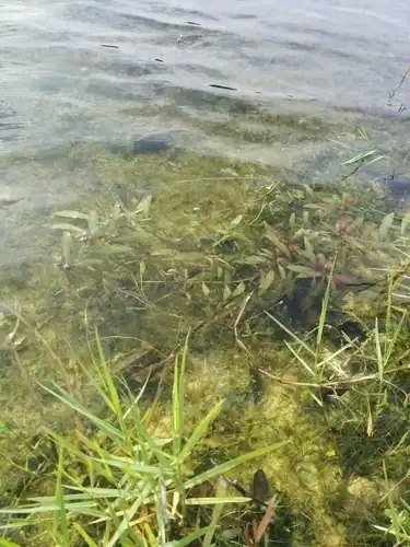 Foto dokumenter Hygrophila polysperma