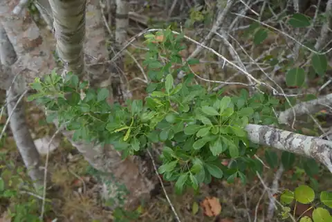 Foto dokumenter Hypelate trifoliata