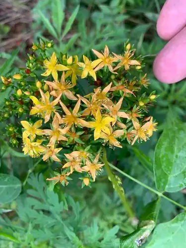 Foto dokumenter Hypericum adpressum