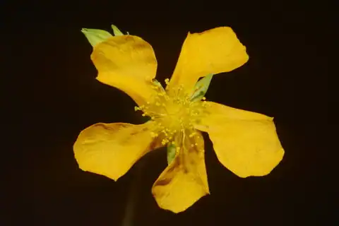 Foto dokumenter Hypericum denticulatum