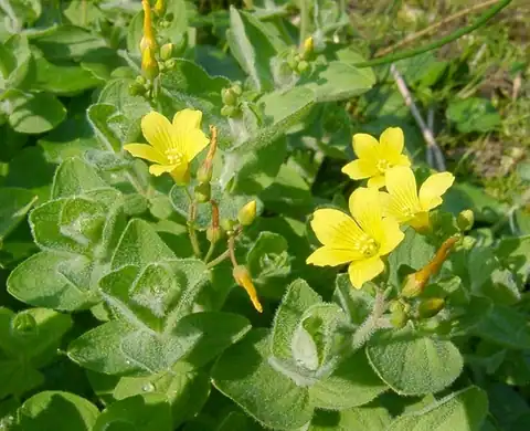 Foto dokumenter Hypericum elodes
