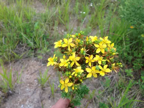 Foto dokumenter Hypericum erectum