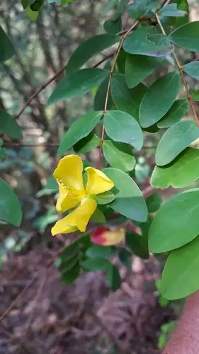 Foto dokumenter Hypericum formosanum