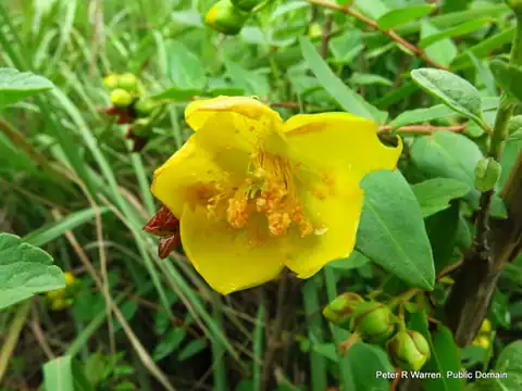 Foto dokumenter Hypericum forrestii