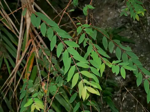 Foto dokumenter Hypericum geminiflorum