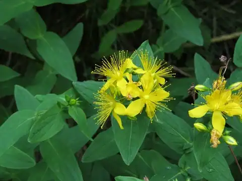 Foto dokumenter Hypericum graveolens