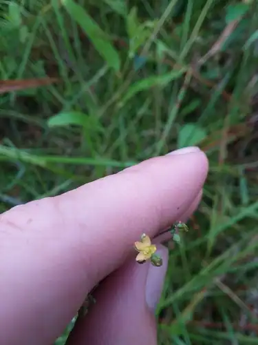 Foto dokumenter Hypericum gymnanthum
