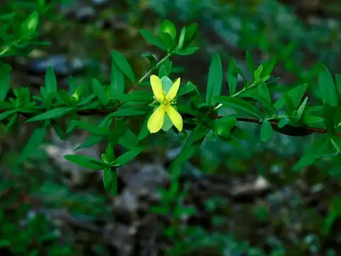 Foto dokumenter Hypericum hypericoides