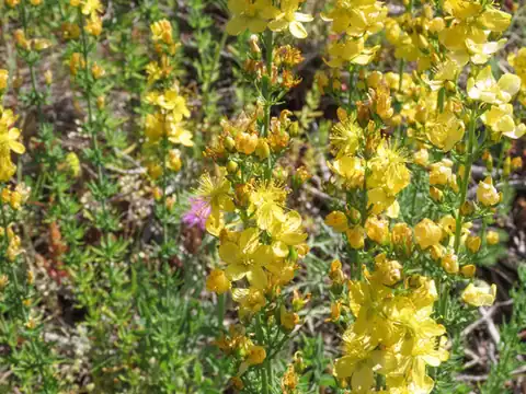Foto dokumenter Hypericum hyssopifolium