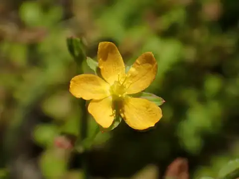 Foto dokumenter Hypericum japonicum