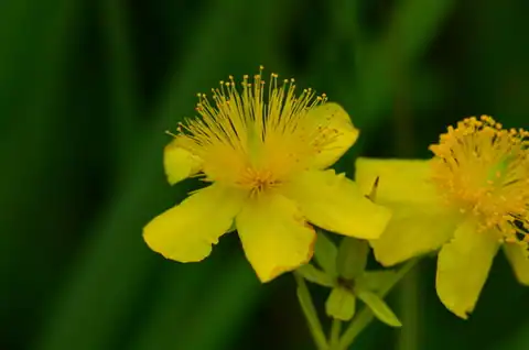 Foto dokumenter Hypericum kalmianum