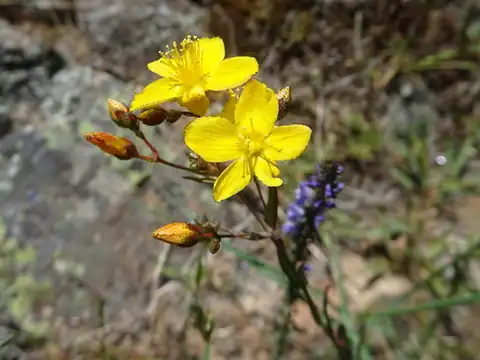 Foto dokumenter Hypericum linariifolium