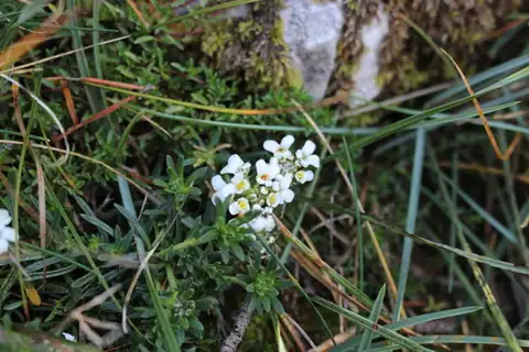 Foto dokumenter Iberis saxatilis