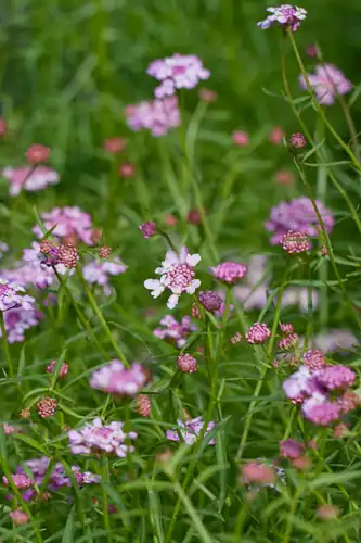 Iberis umbellata 'Rose Flash' menurut judul sumber.