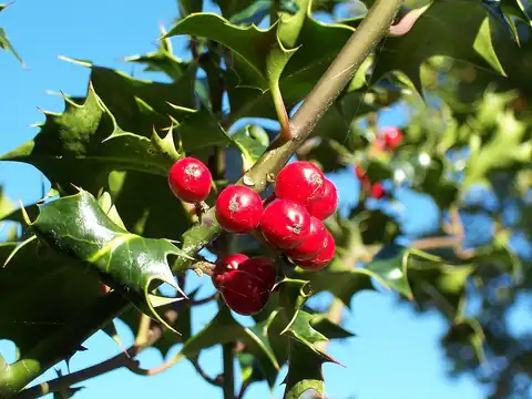 Foto dokumenter Ilex aquifolium